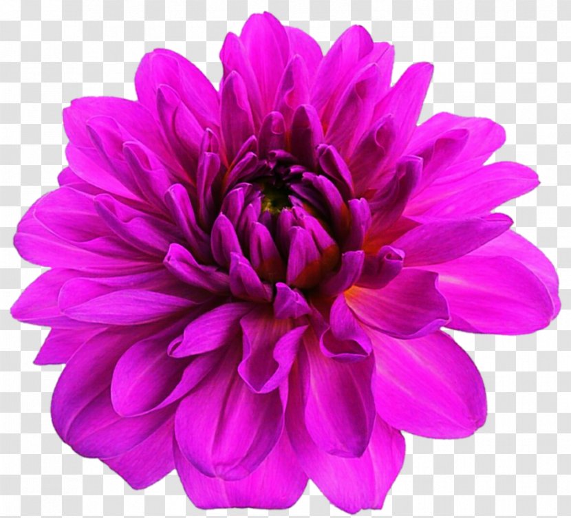 Pink Flowers Clip Art - Lavender - Dahlia Painting Transparent PNG