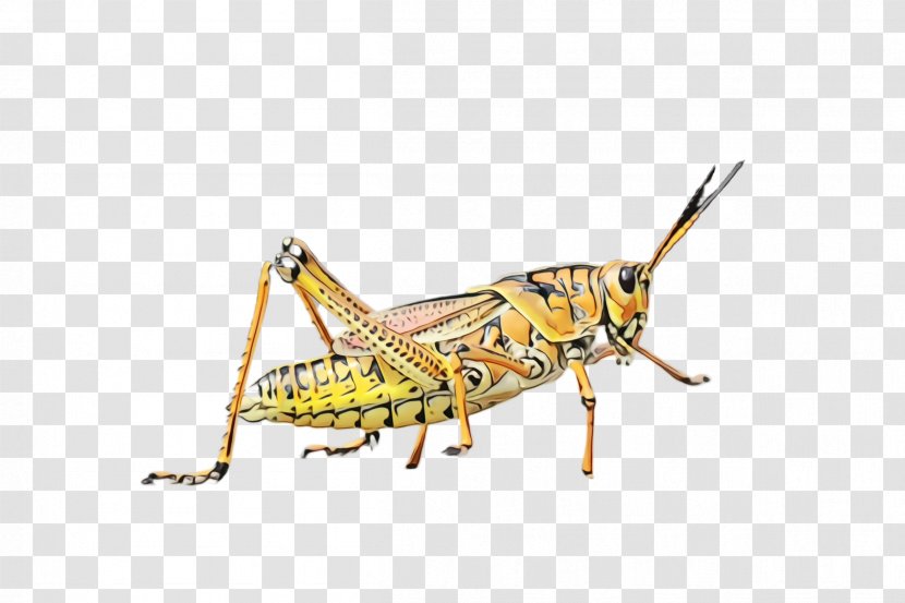 Insect Locust Grasshopper Cricket-like Pest - Macro Photography Cricket Transparent PNG