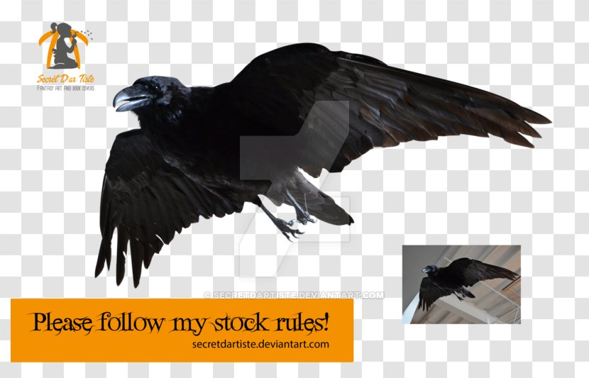 Computer Graphics Software - Fauna - Flying Ravens Transparent PNG