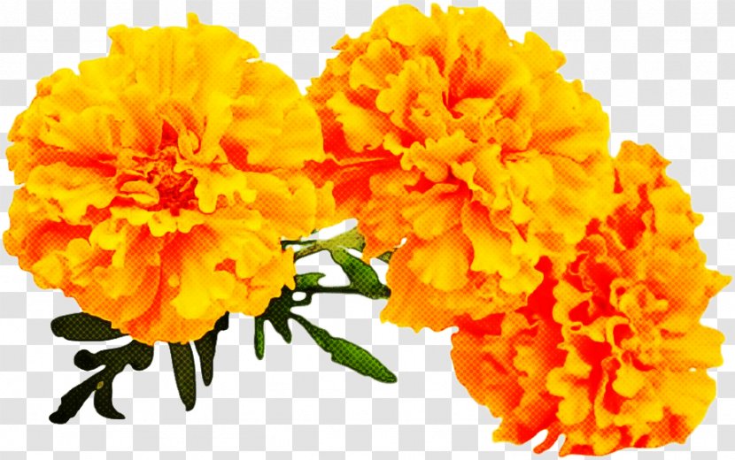 Orange - Cut Flowers - Petal Plant Transparent PNG