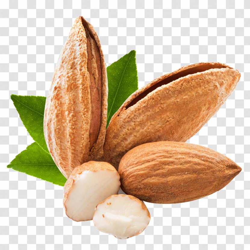 Coffee Almond Apricot Kernel Nut - Arabica Transparent PNG