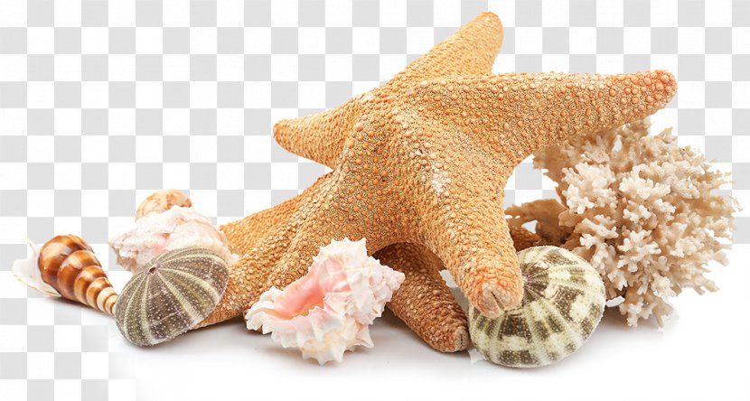 Shell Beach Seashell Image - Wedding Invitation - Cute Clipart Transparent PNG
