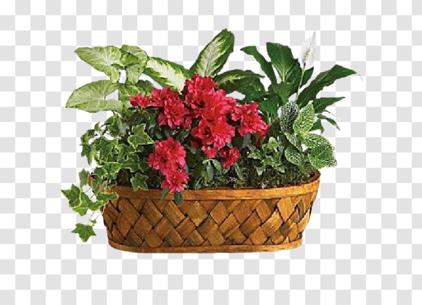 Flower Delivery Teleflora Floristry Plants - Houseplant - Greenery Arrangements Transparent PNG
