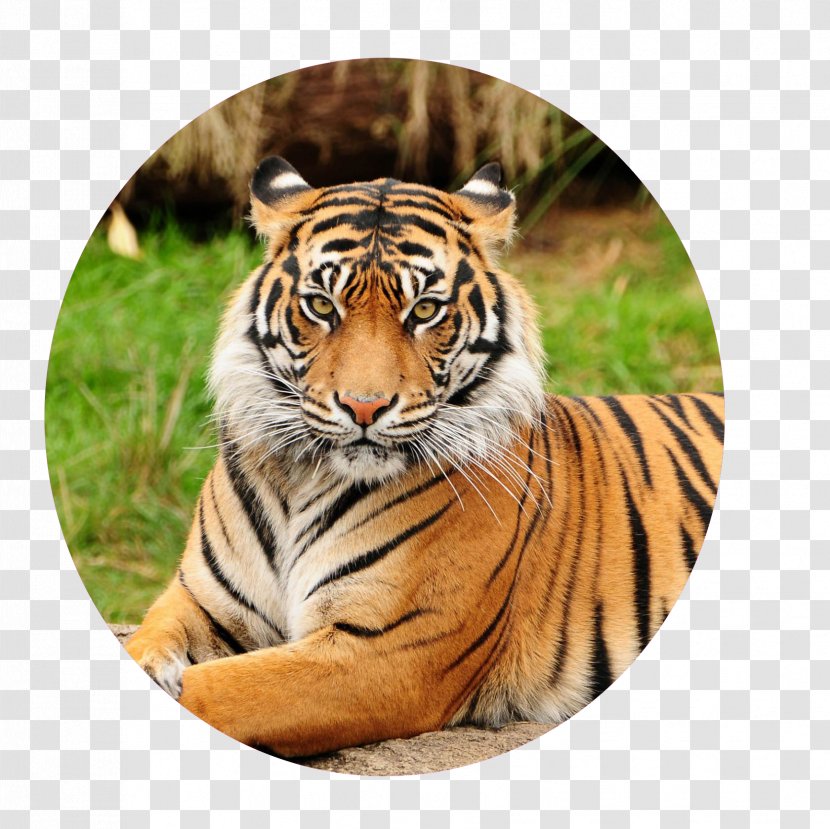 Sundarbans Bengal Tiger Sumatran Pittsburgh Zoo & PPG Aquarium - Carnivoran - Mammals Transparent PNG