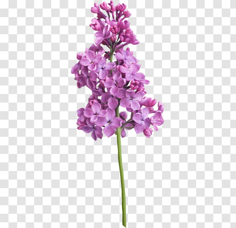 Lilac Violet Purple Flower - Pink Transparent PNG