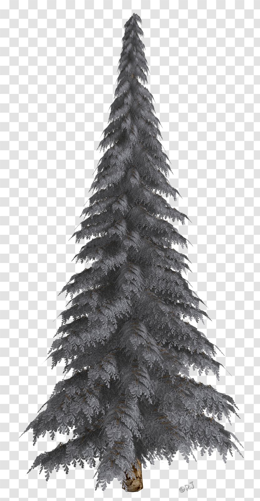 Fir Pine Christmas Tree Ornament - Conifer Transparent PNG