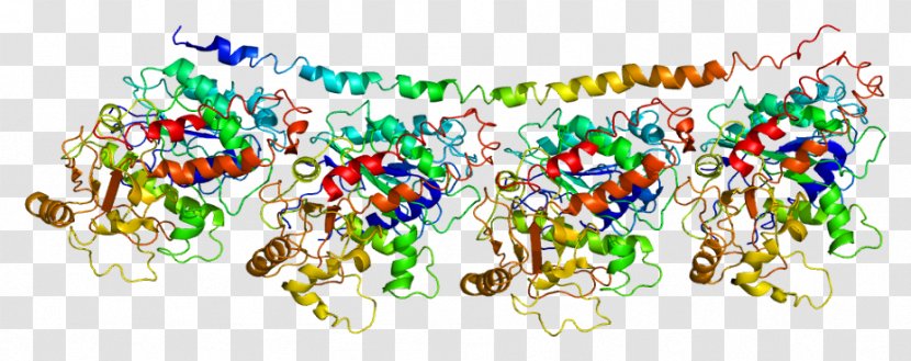 TUBA4A Tubulin TUBA1C TUBB3 TUBA1A - Mitotic Inhibitor - Protein Transparent PNG
