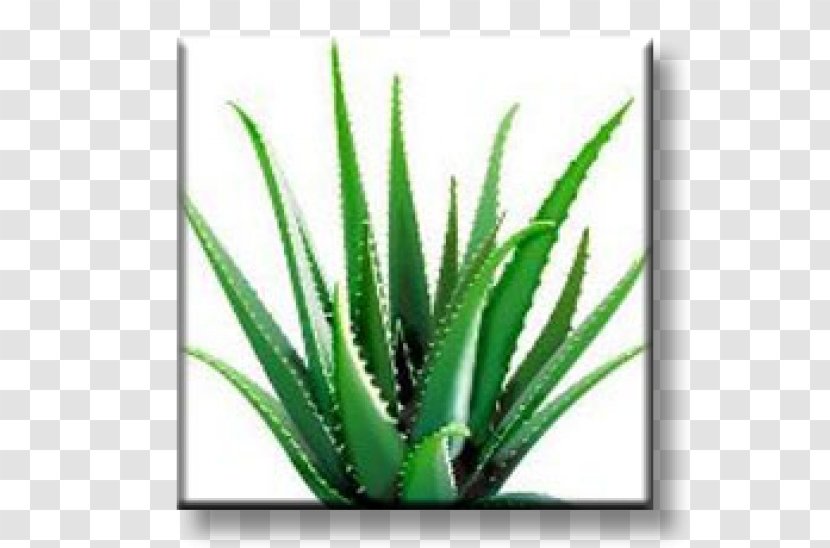 Aloe Vera Dietary Supplement Forever Living Products Health Skin - Xanthorrhoeaceae Transparent PNG