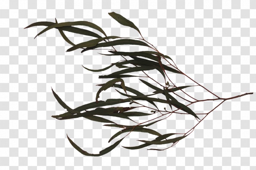 Twig Black And White - Branch - Tree With Leaves Transparent PNG