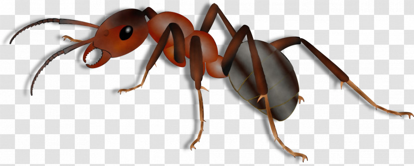 Insect Ant Carpenter Ant Pest Membrane-winged Insect Transparent PNG
