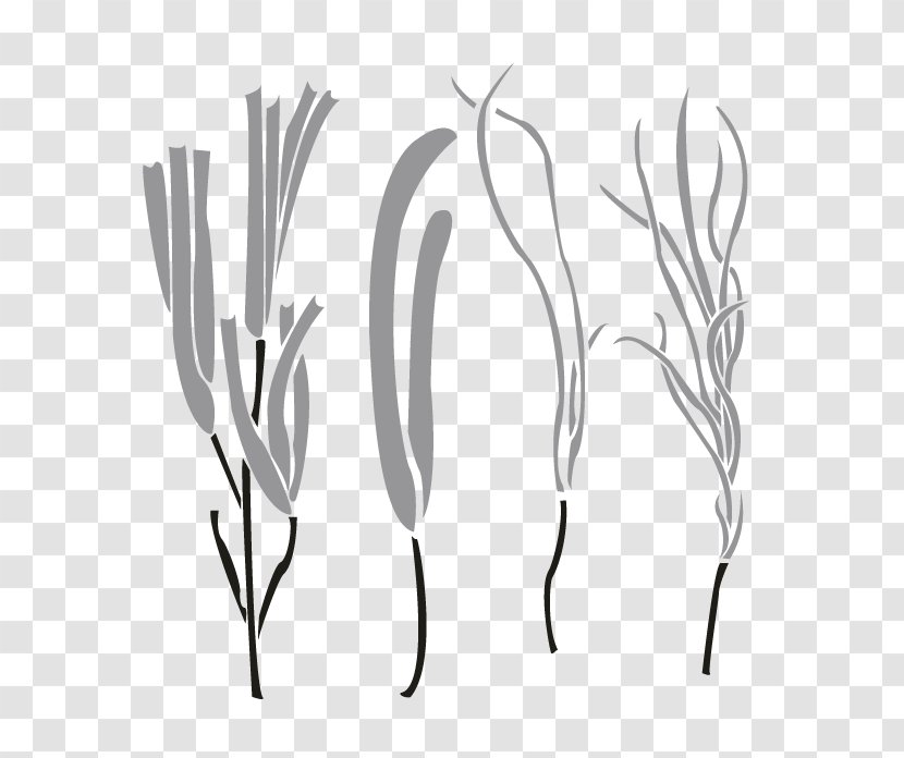 Twig Plant Stem Grasses Leaf - Tree Transparent PNG