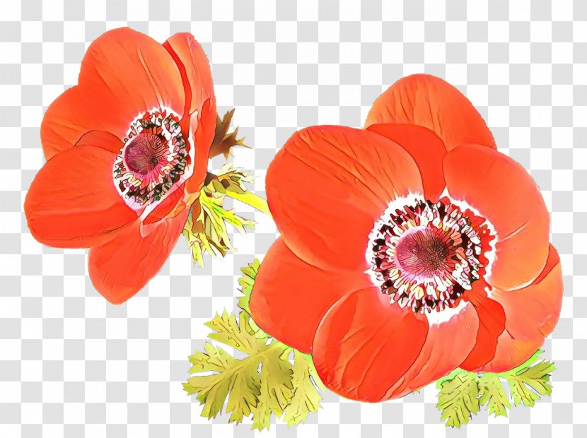 Orange - Hair Accessory Poppy Family Transparent PNG