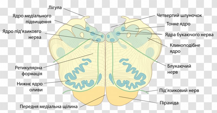 Butterfly Medulla Oblongata Spinal Cord Agy Brain - Frame - Perform Transparent PNG