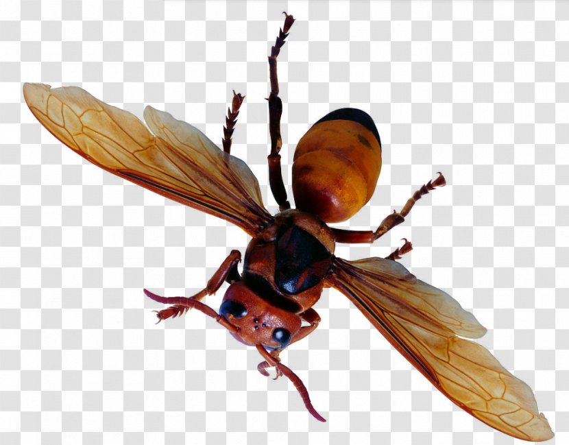 Bee Insect Ant Butterfly Bird - Longhorn Beetle - Flies Transparent PNG