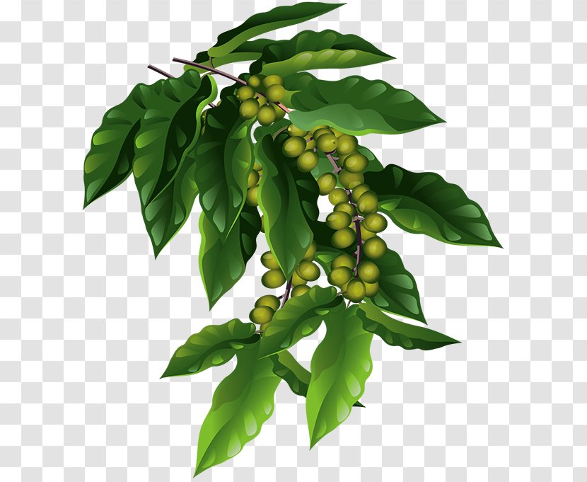 Coffee Fruit Berry Ripening Cherry - Leaf - Red Beans Transparent PNG