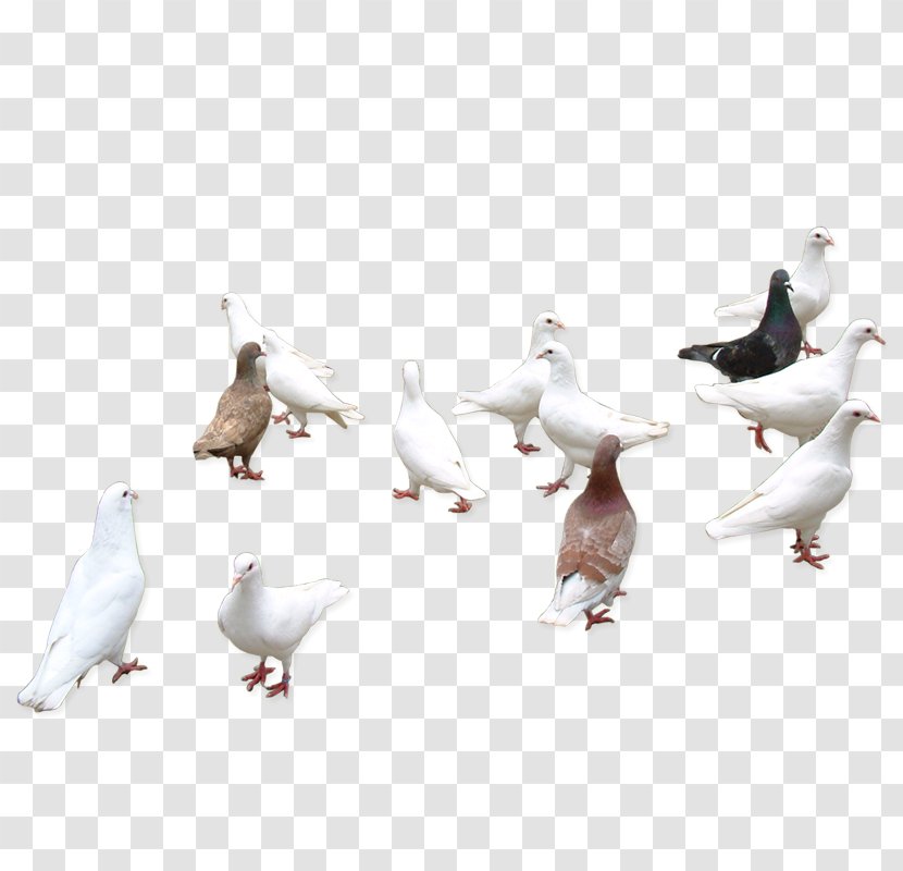 Columbidae Bird Icon - Ducks Geese And Swans Transparent PNG