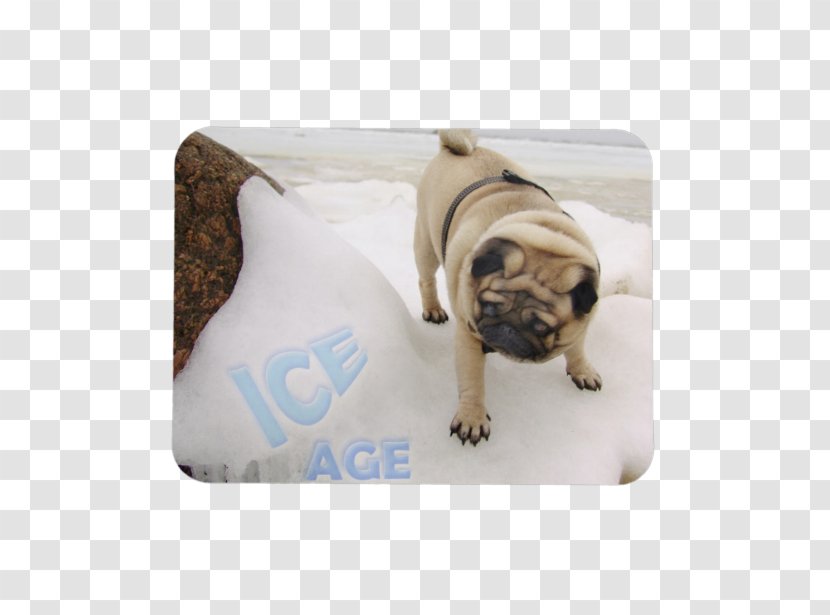 Pug Scrat Puppy Ice Age Saber-toothed Cat - Sabertoothed Transparent PNG