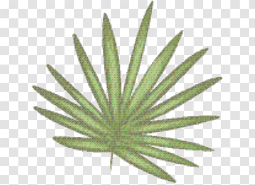 Palm Trees - Perennial Plant - Weed Transparent PNG
