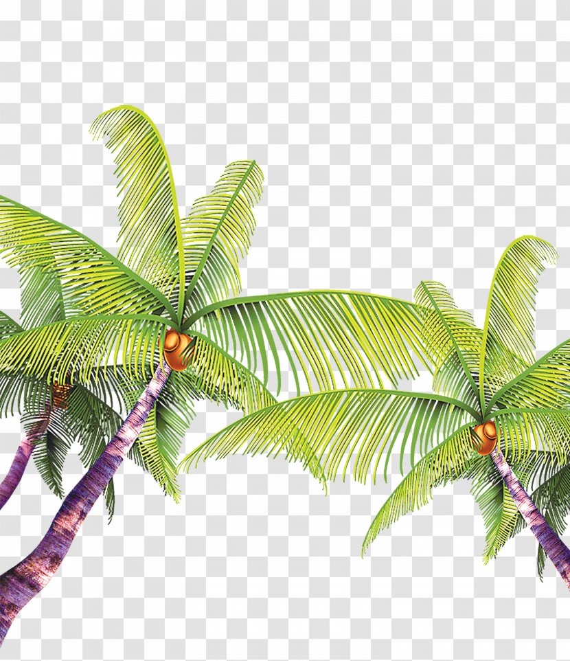 Beach MPEG-4 Part 14 Coconut - Tree Element Material Transparent PNG