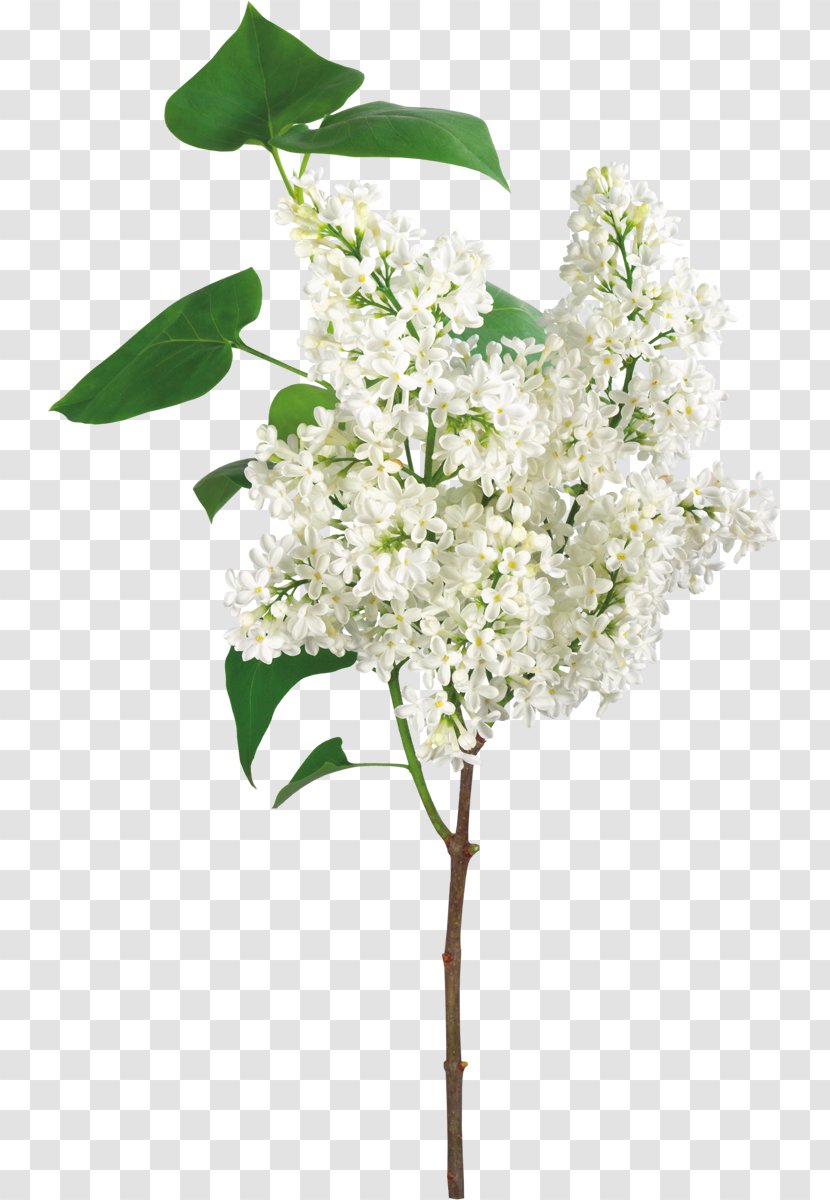 White Flower - Arranging - Funeral Transparent PNG