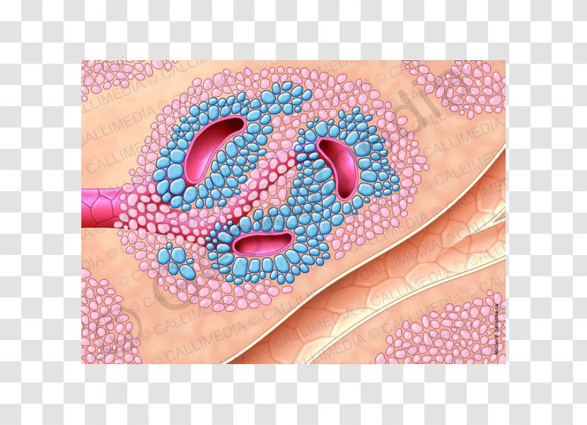 Islets Of Langerhans Pancreas Endocrine System Human Anatomy Cell - Orange - Anatomi Transparent PNG