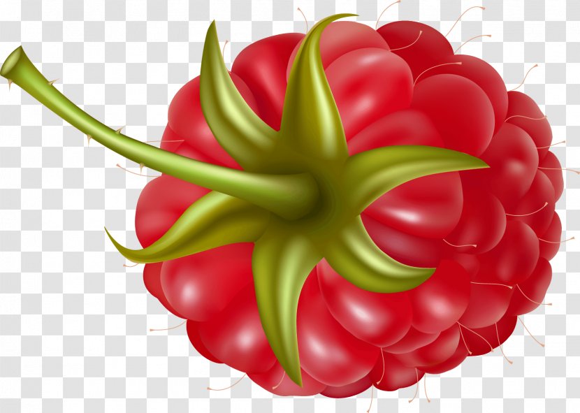 Raspberry Clip Art - Local Food - Rraspberry Image Transparent PNG