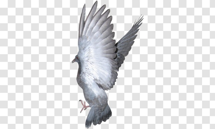 Bird Columbidae Beak Domestic Pigeon Bald Eagle - Ferruginous Hawk Transparent PNG