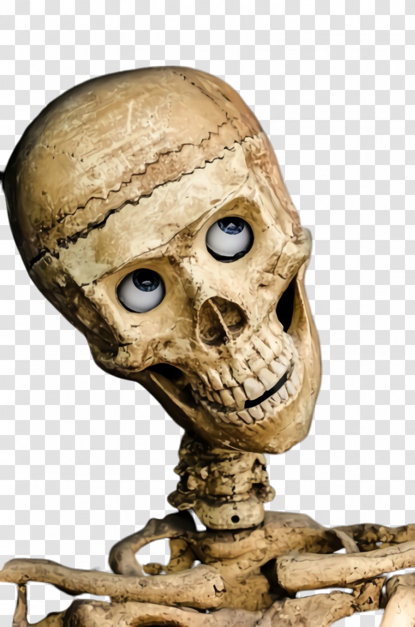 Skull Bone Head Skeleton Anthropology - Animation Human Transparent PNG
