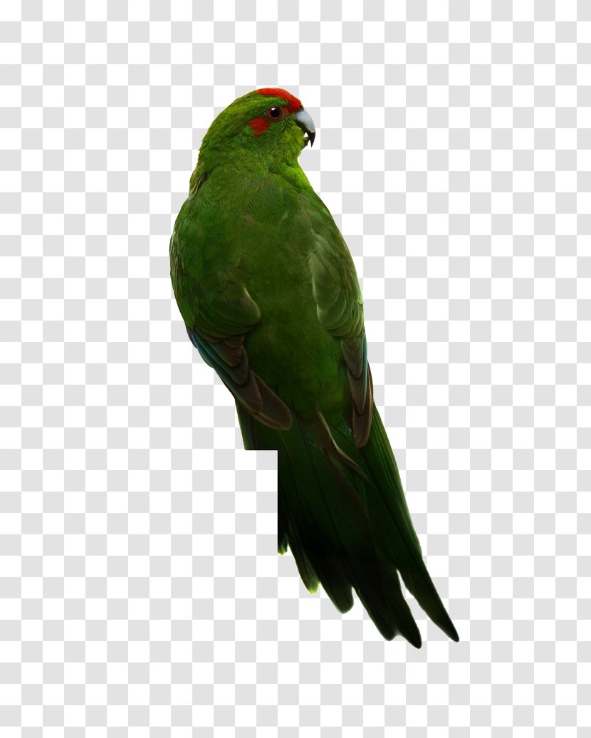Budgerigar True Parrot Bird Red-crowned Parakeet - Perroquet - Red-headed Green Back Transparent PNG