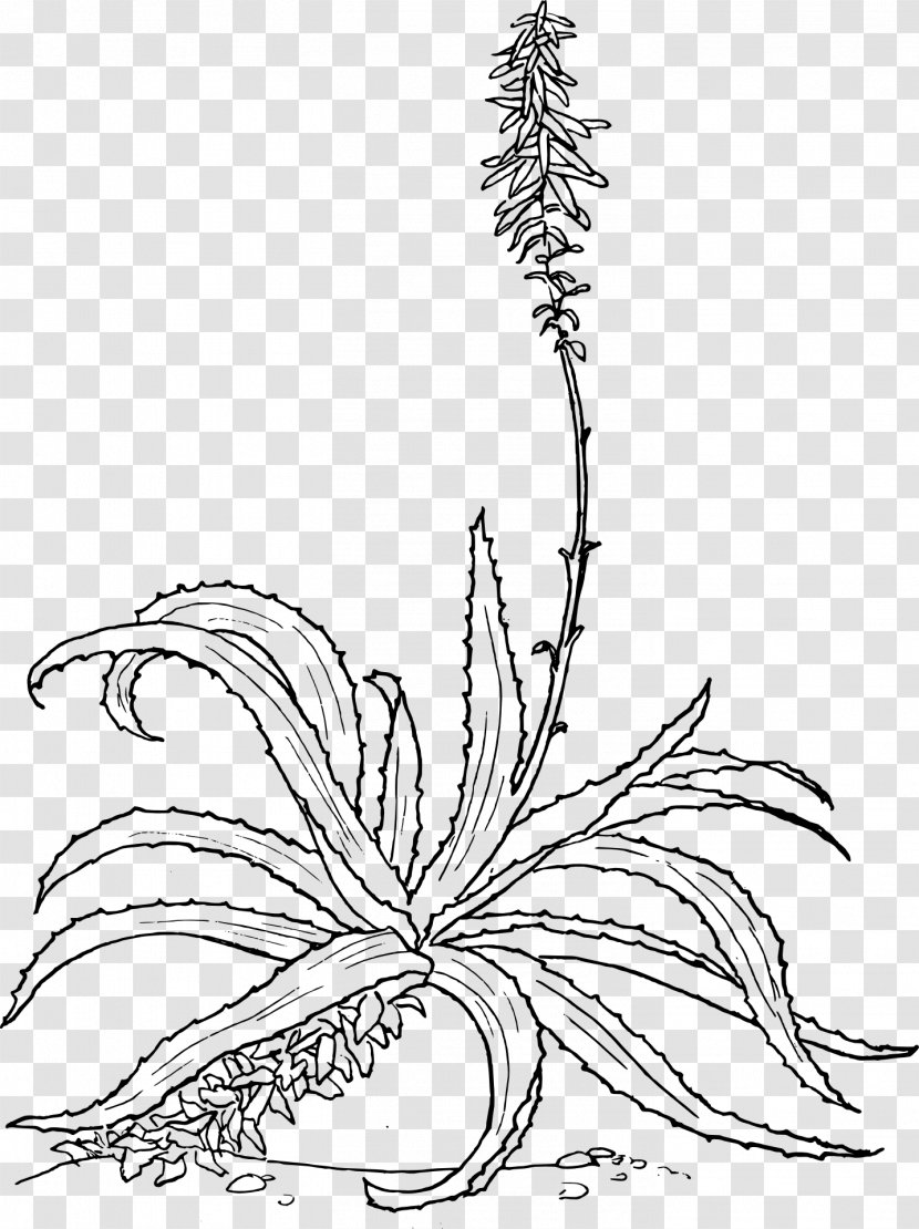 Aloe Vera Drawing Botanical Illustration Plant Arborescens - Tree Transparent PNG