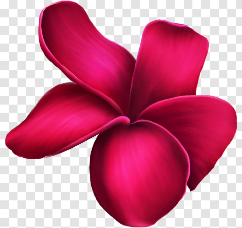 Flower Clip Art Garden Roses - Red Transparent PNG