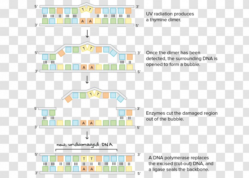 DNA Repair Wiring Diagram Nucleotide - Dna - Repairman Orginal Image] Transparent PNG