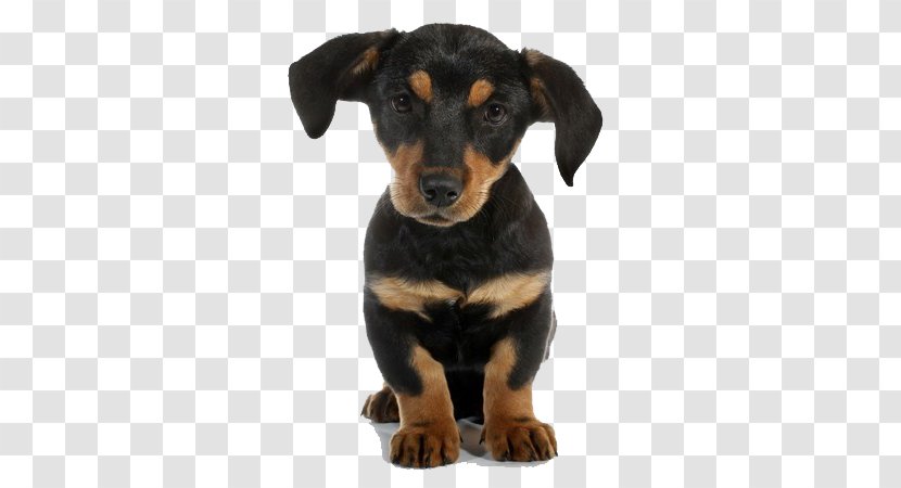 Rottweiler Osasco Scottsdale Ranch Animal Hospital Puppy Dr. Richard Stolper - Austrian Black And Tan Hound - A Dog Transparent PNG
