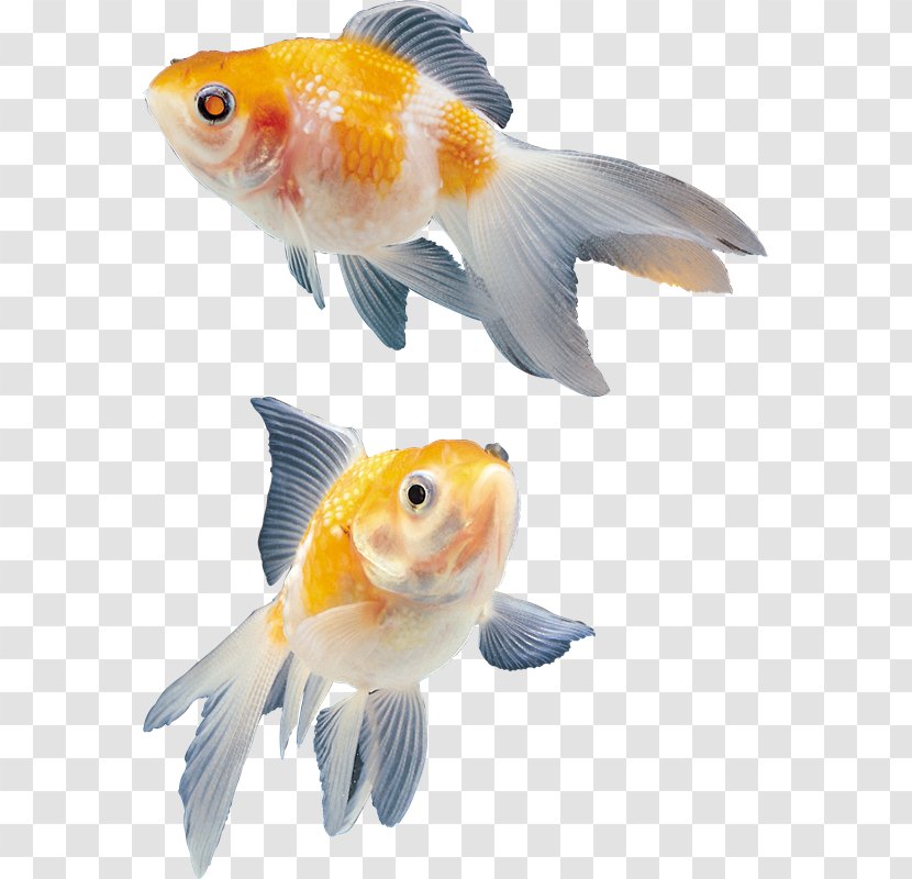 Ornamental Fish Image File Formats Clip Art - Goldfish Transparent PNG