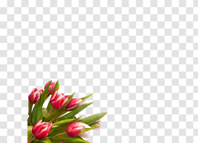 Tulip Digital Image Cut Flowers - Computer Network Transparent PNG