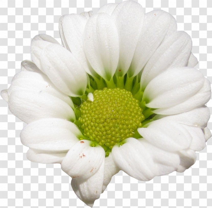 Flower Petal LiveInternet Daisy Family Diary - Transvaal - White Transparent PNG