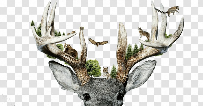 Parc Animalier De Sainte-Croix Reindeer Red Deer Antler - Ecology Transparent PNG