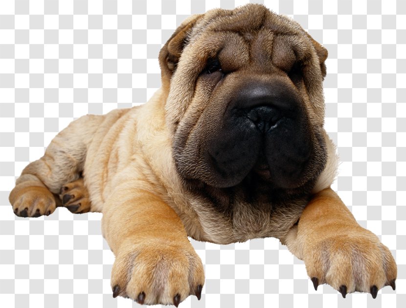 Shar Pei Puppy Yorkshire Terrier Bulldog West Highland White Transparent PNG