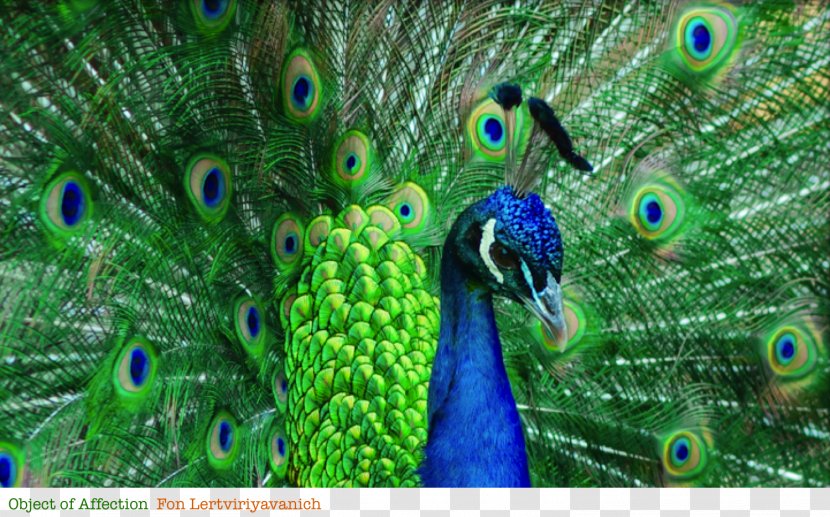 Luzon Bleeding-heart Bird Peafowl Mindoro Feather - Animal - Peacock Transparent PNG