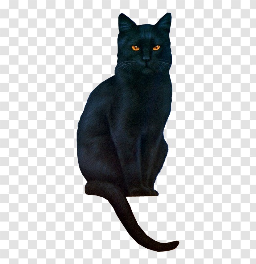 Kitten Maine Coon Black Cat Clip Art - Bombay Transparent PNG