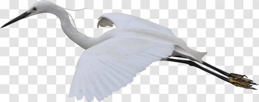 Crane Bird Flight White - Free Flying To Pull The Material Transparent PNG