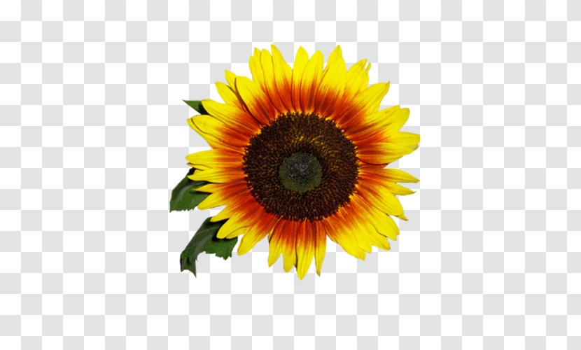 Common Sunflower Daisy Family Clip Art Image - Annual Plant - Flower Transparent PNG