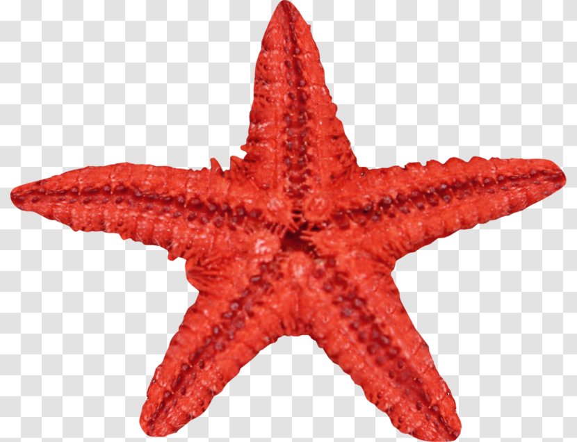 Starfish Seashell - Organism - Red Transparent PNG