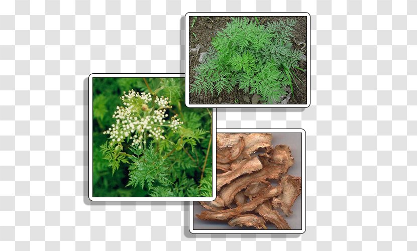 Ligusticum Striatum Chinese Herbology Traditional Medicine Food - Plant - Polygonum Multiflorum Transparent PNG