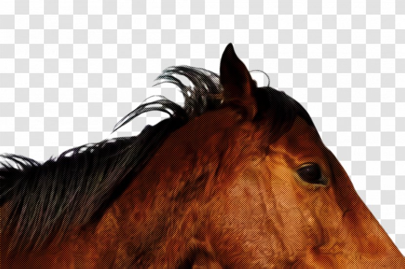 Horse Hair Mane Sorrel Head - Mare - Stallion Transparent PNG