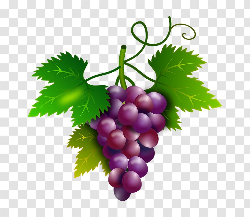 Common Grape Vine Wine Sultana Ruby Roman - Vitis - Border Transparent PNG