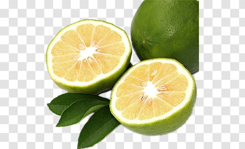 Bergamot Orange Bitter Citron Lemon Citrus Myrtifolia - Lime - Sentimental Transparent PNG