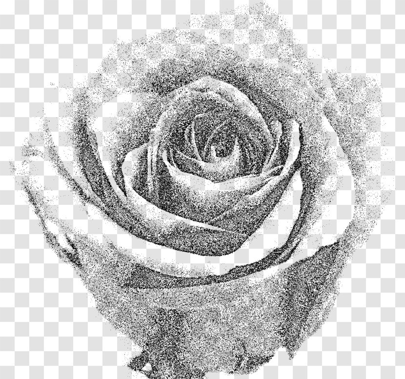 Garden Roses T-shirt Cut Flowers - Rose Order Transparent PNG