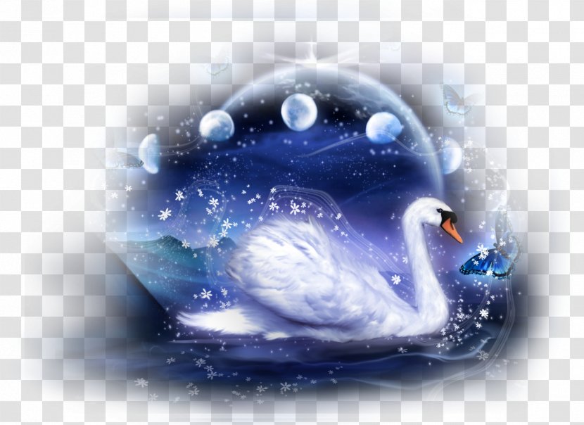 Swan - Water - Color Transparent PNG