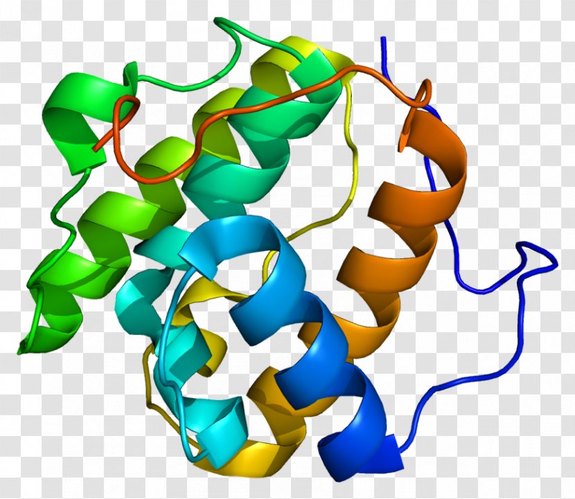 MAPRE1 Protein Human Gene TERF1 - Terf1 Transparent PNG